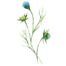 Blume - Nobis Printen Aachen